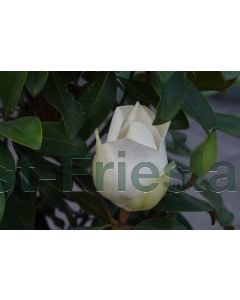 Magnolia grand. 'Goliath' 100-125 cm C18