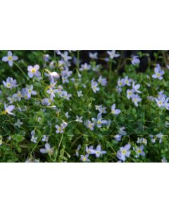 Houstonia caer. 'Millard's Variety' P9 / 24 per kist