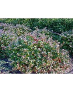 Berberis media 'Parkjuweel' 30-40 cm C2