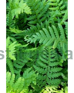 Dryopteris affinis P9 / 24 per kist