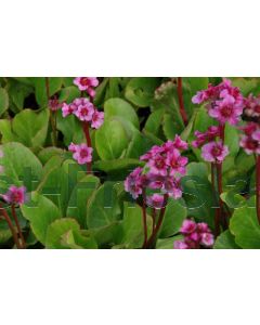 Bergenia 'Morgenröte' P9 / 24 per kist