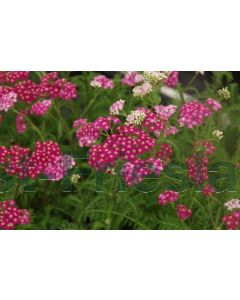 Achillea mil. 'Apfelblüte' P9 / 24 per kist