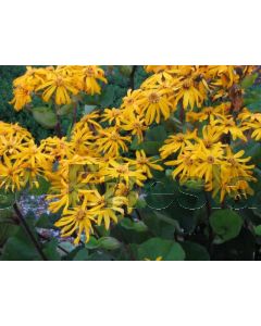 Ligularia dentata 'Othello' P9 / 24 per kist