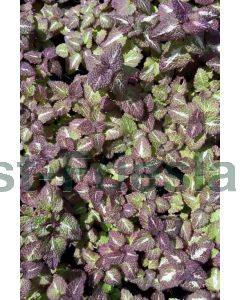 Lamium mac. 'Roseum' P9 / 24 per kist