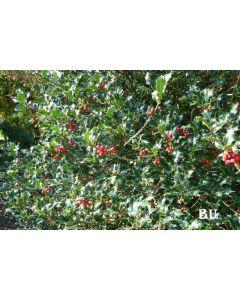 Ilex aquifolium 80-100 cm C5