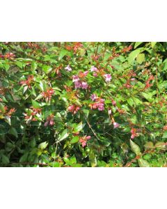 Abelia 'Edward Goucher' C3