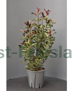 Photinia fras. 'Dynamo Red'® 60-80 cm C9