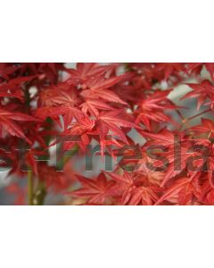 Acer pal. 'Deshojo' 150-175 cm C20