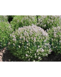 Thymus vulgaris 'Compactus' P9 / 24 per kist