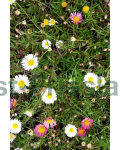 Erigeron karvinskianus P9 / 24 per kist