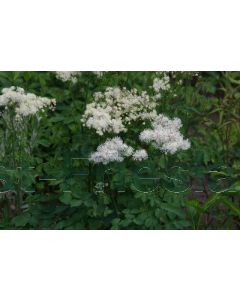 Thalictrum aquil. 'Album' P9 / 24 per kist