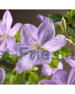 Clematis 'Mrs Cholmondeley' 75 cm C2