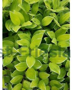 Polygonatum falcatum 'Variegatum' P9 / 24 per kist