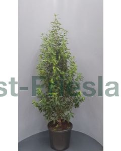 Prunus l. 'Angustifolia' 140-160 cm C20