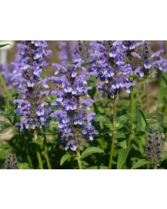 Nepeta nervosa P9 / 24 per kist