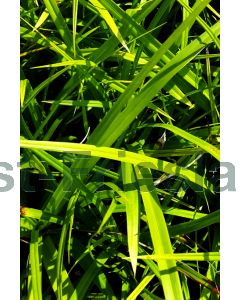 Carex morrowii P9 / 24 per kist