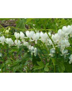 Dicentra spectabilis 'Alba' P9 / 24 per kist