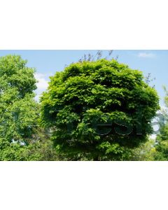 Quercus palustris 'Green Dwarf' 18/20 C75 180 cm stam