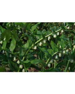 Polygonatum multiflorum P9 / 24 per kist