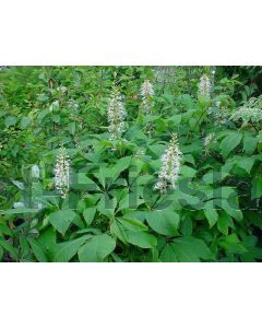 Aesculus parviflora 60-80 cm C7.5