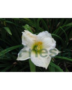 Hemerocallis 'Gentle Shepherd' P9 / 24 per kist