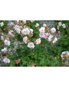 Geranium cant. 'St. Ola' P9 / 24 per kist