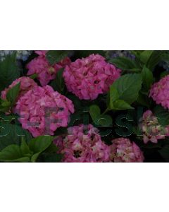 Hydrangea m. 'Glowing Embers' C2