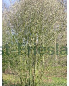 Amelanchier spicata 225-250 cm C20