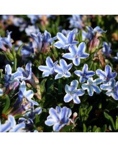 Lithodora diffusa 'Star' P9 / 24 per kist