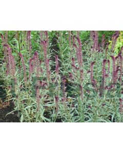 Lysimachia atropurpurea P9 / 24 per kist