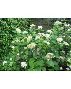 Hydrangea arb. 'White Dome' C2