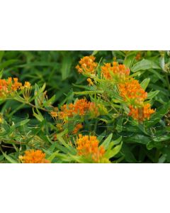 Asclepias tuberosa P9 / 24 per kist