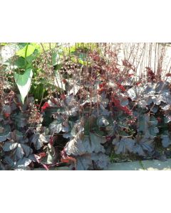 Heuchera mic. 'Palace Purple' P9 / 24 per kist