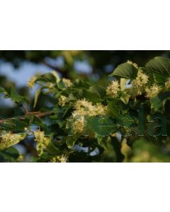 Tilia cordata 60-80 cm kw, bos á 25 stuks