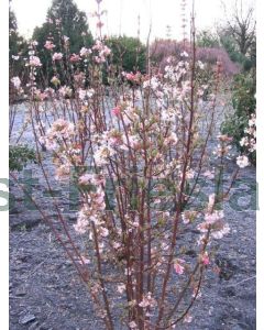 Viburnum bodn. 'Charles Lamont' C3