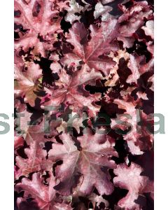 Heuchera 'Can Can' P9 / 24 per kist