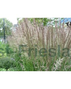 Calamagrostis a. 'Karl Foerster' C5