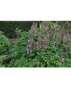 Acanthus hungaricus P9 / 24 per kist