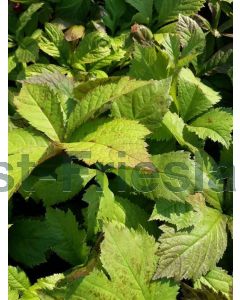 Rodgersia aesculifolia C2