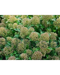 Skimmia jap. 'Marlot' C35