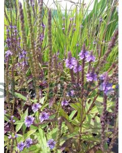 Verbena hastata P9 / 24 per kist