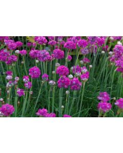 Armeria mar. 'Rosea' P9 / 24 per kist