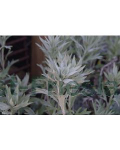 Artemisia lud. 'Valerie Finnis' P9 / 24 per kist