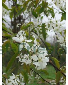 Amelanchier laevis 'Snowflakes' 250-300 cm C35