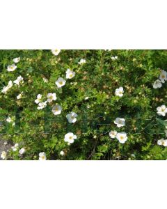 Potentilla f. 'Abbotswood' C1.5