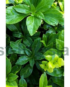 Pachysandra term. 'Green Sheen' P9 / 24 per kist