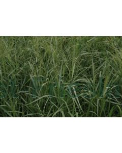 Panicum virg. 'Prairy Sky' P9 / 24 per kist