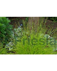 Carex elata 'Aurea' P9 / 24 per kist