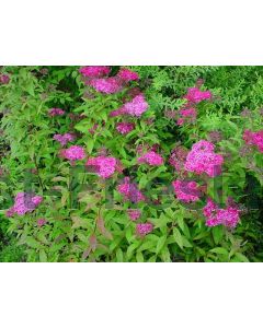 Spiraea jap. 'Anthony Waterer' P14