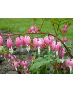 Dicentra spectabilis P9 / 24 per kist